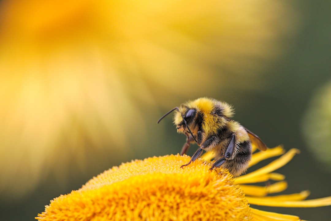 Amazon Bee 웨어러블: 하루를 요약해주는 AI와 사생활 경계선 관련 이미지 2